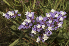 Limonium sinuatum
