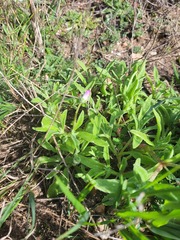 Cleretum bellidiforme