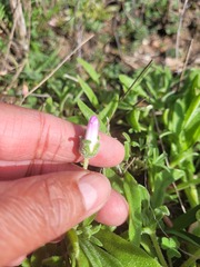 Cleretum bellidiforme