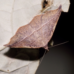 Sarisa muriferata