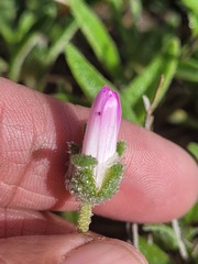 Cleretum bellidiforme