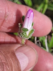 Cleretum bellidiforme