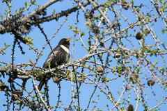 Turdus torquatus