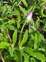 Cleretum bellidiforme