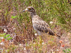 Burhinus capensis capensis