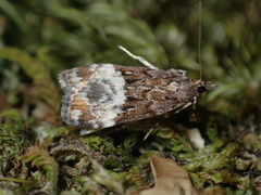 Scoparia minusculalis