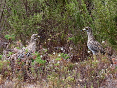 Burhinus capensis capensis