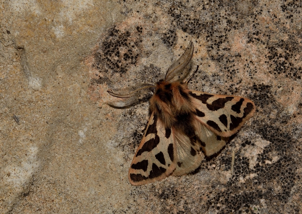 Ocnogyna clathrata
