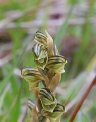 Pterostylis tristis
