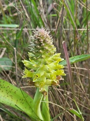 Lachenalia orchioides