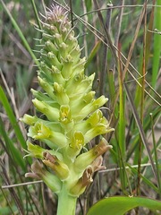 Lachenalia orchioides