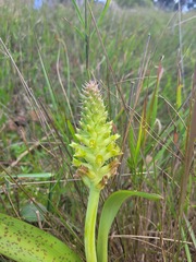 Lachenalia orchioides