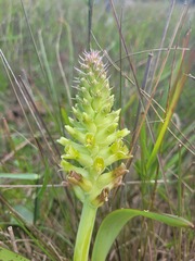 Lachenalia orchioides