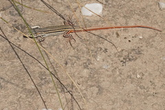Acanthodactylus erythrurus