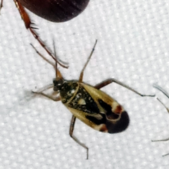 Polymerus