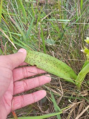 Lachenalia orchioides