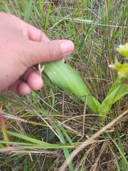 Lachenalia orchioides