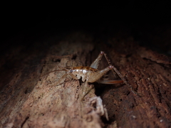 Talitropsis