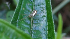 Leucauge celebesiana