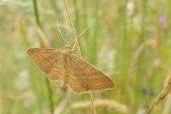 Idaea ochrata