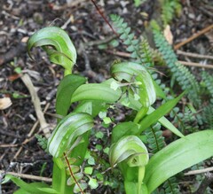 Pterostylis areolata