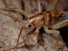 Talitropsis