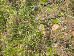 Lampranthus leptaleon