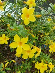 Allamanda
