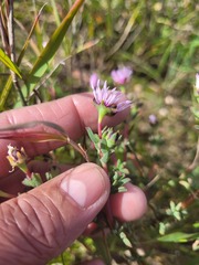 Lampranthus leptaleon