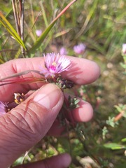 Lampranthus leptaleon