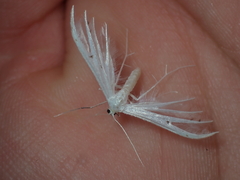 Pterophorus monospilalis