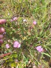 Lampranthus leptaleon