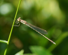 Austrolestes analis