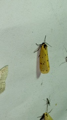 Setina irrorella