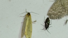 Setina irrorella