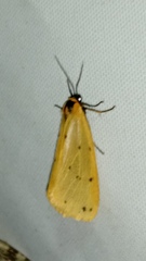Setina irrorella