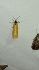Setina irrorella