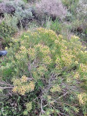 Leucadendron lanigerum lanigerum