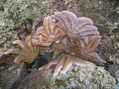 Stichaster australis