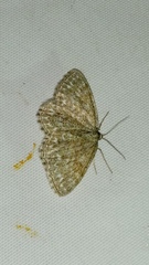 Scopula immorata