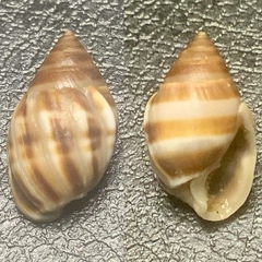 Ellobiidae