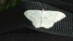 Scopula incanata