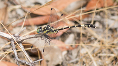 Austroepigomphus praeruptus