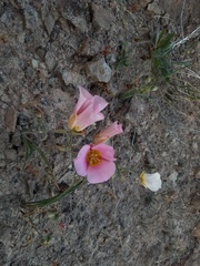 Calochortus ciscoensis