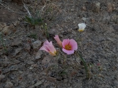 Calochortus ciscoensis