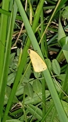 Setina irrorella