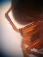 Oedothorax