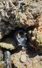 Nerita atramentosa