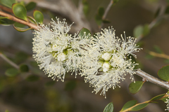 Melaleuca acutifolia