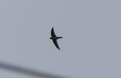 Aerodramus terraereginae